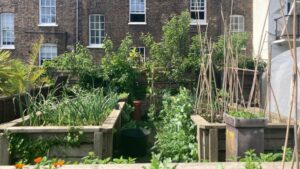 calthorpe community garden in Camden