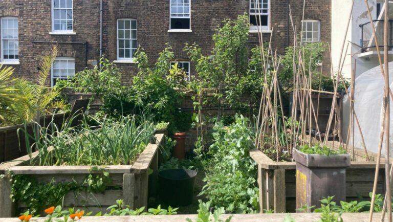 calthorpe community garden in Camden